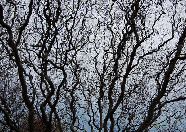 Salix matsudana Tortuosa / Spirálfűz