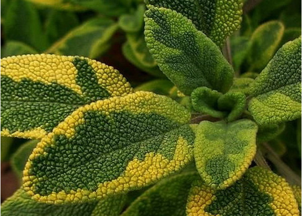 Salvia officinalis Goldblatt / Aranytarka lombú orvosi zsálya Salvia officinalis Goldblatt / Aranytarka lombú orvosi zsálya