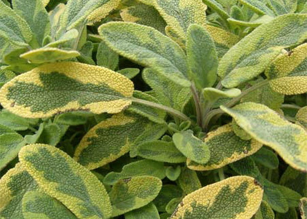 Salvia officinalis Goldblatt / Aranytarka lombú orvosi zsálya Salvia officinalis Goldblatt / Aranytarka lombú orvosi zsálya