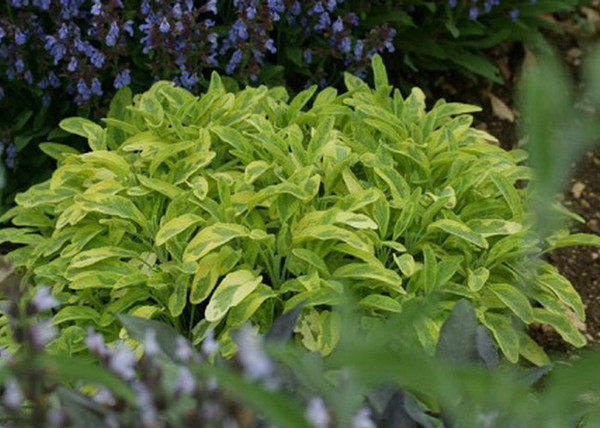 Salvia officinalis Goldblatt / Aranytarka lombú orvosi zsálya Salvia officinalis Goldblatt / Aranytarka lombú orvosi zsálya