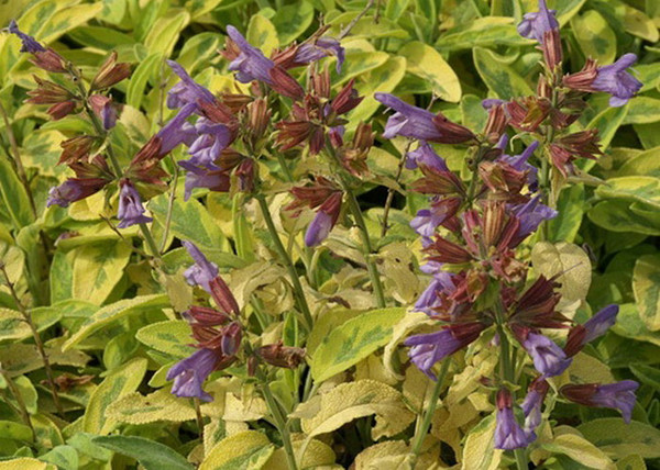 Salvia officinalis Goldblatt / Aranytarka lombú orvosi zsálya Salvia officinalis Goldblatt / Aranytarka lombú orvosi zsálya