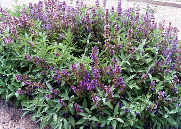 Salvia officinalis / Orvosi zsálya