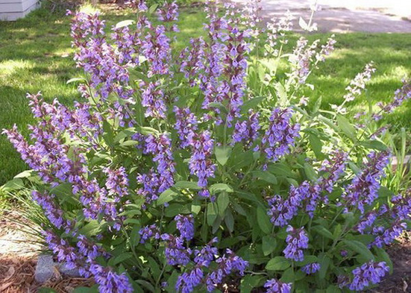 Salvia officinalis / Orvosi zsálya