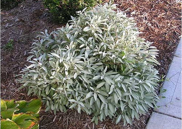 Salvia officinalis / Orvosi zsálya