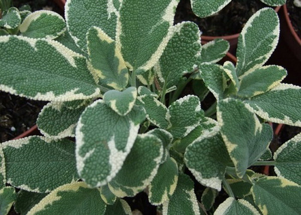 Salvia officinalis Creme dela creme / Fehértarka orvosi zsálya Salvia officinalis Creme dela creme / Fehértarka orvosi zsálya