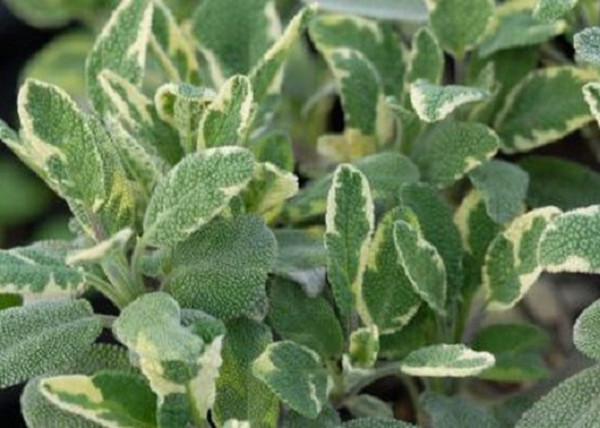 Salvia officinalis Creme dela creme / Fehértarka orvosi zsálya Salvia officinalis Creme dela creme / Fehértarka orvosi zsálya