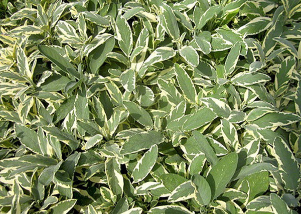 Salvia officinalis Creme dela creme / Fehértarka orvosi zsálya Salvia officinalis Creme dela creme / Fehértarka orvosi zsálya