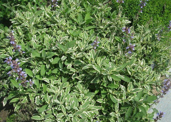 Salvia officinalis Creme dela creme / Fehértarka orvosi zsálya Salvia officinalis Creme dela creme / Fehértarka orvosi zsálya
