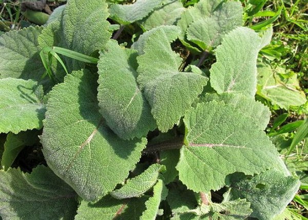 Salvia sclarea / Muskotályzsálya