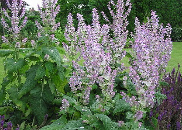 Salvia sclarea / Muskotályzsálya