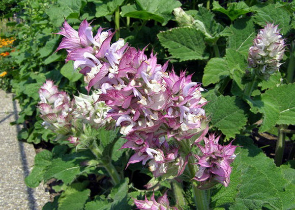 Salvia sclarea / Muskotályzsálya