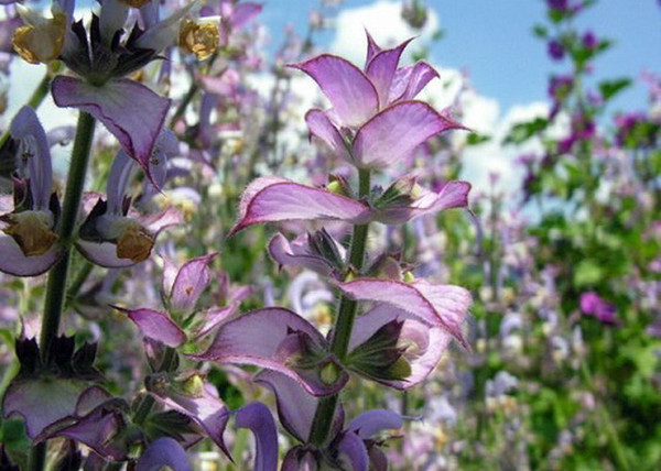 Salvia sclarea / Muskotályzsálya