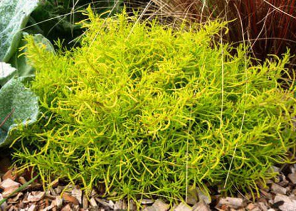 Santolina Viridis Lemon Fizz / Sárga lombú cipruska
