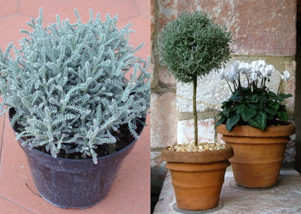 Santolina chamaecyparissus / Szürke cipruska