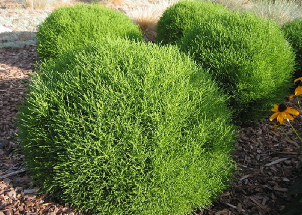 Santolina rosmarinifolia / Zöld Cipruska