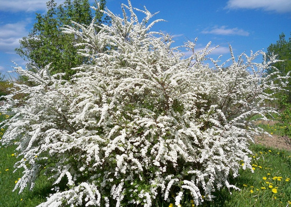 Spiraea nipponica Darts White Pearl / Törpe Nipponi gyöngyvessző