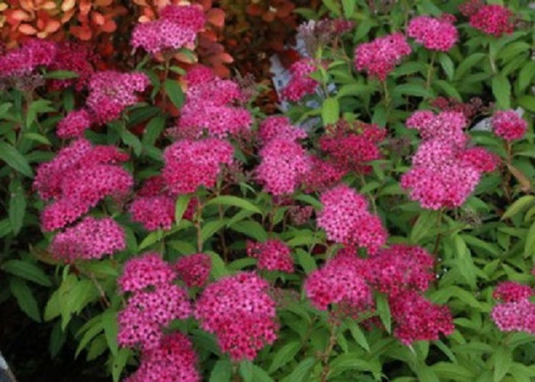 Spiraea japonica Dart s Red / Rózsaszín japán gyöngyvessző
