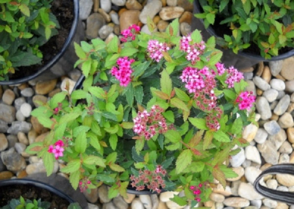 Spiraea japonica Dart s Red / Rózsaszín japán gyöngyvessző