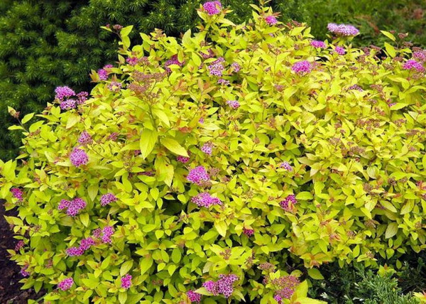 Spiraea japonica Golden Princess / Sárga törpe gyöngyvessző Spiraea japonica Golden Princess / Sárga törpe gyöngyvessző