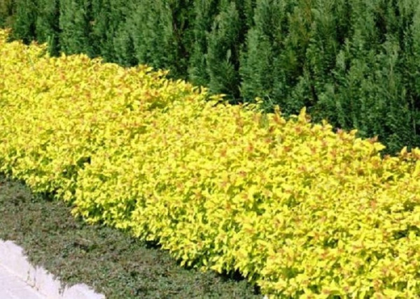 Spiraea japonica Golden Princess / Sárga törpe gyöngyvessző Spiraea japonica Golden Princess / Sárga törpe gyöngyvessző