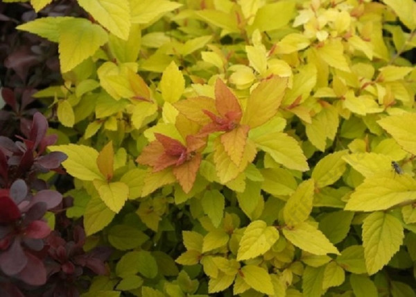 Spiraea japonica Golden Princess / Sárga törpe gyöngyvessző Spiraea japonica Golden Princess / Sárga törpe gyöngyvessző