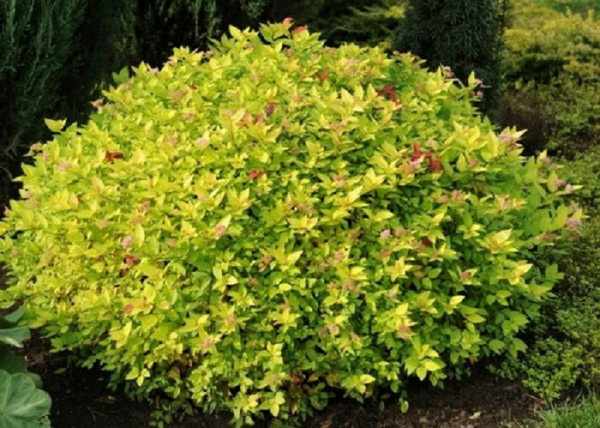 Spiraea japonica Golden Princess / Sárga törpe gyöngyvessző Spiraea japonica Golden Princess / Sárga törpe gyöngyvessző
