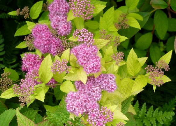 Spiraea japonica Golden Princess / Sárga törpe gyöngyvessző Spiraea japonica Golden Princess / Sárga törpe gyöngyvessző