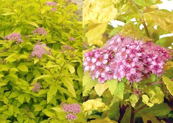 Spiraea japonica Goldmound / Aranylombú japán gyöngyvessző Spiraea japonica Goldmound / Aranylombú japán gyöngyvessző