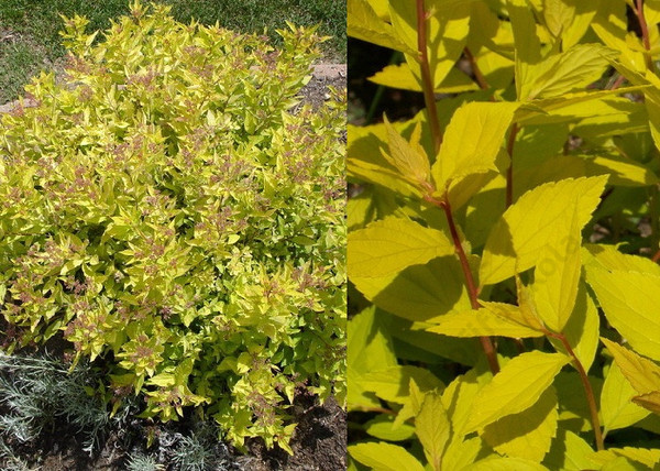 Spiraea japonica Goldmound / Aranylombú japán gyöngyvessző Spiraea japonica Goldmound / Aranylombú japán gyöngyvessző