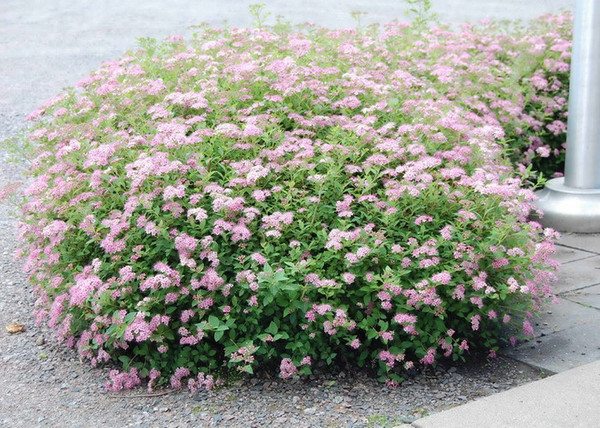 Spiraea japonica Little Princess / Rózsaszín törpe gyöngyvessző