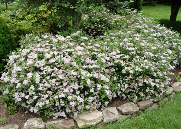 Spiraea japonica Little Princess / Rózsaszín törpe gyöngyvessző