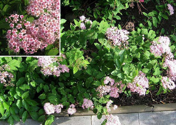 Spiraea japonica Little Princess / Rózsaszín törpe gyöngyvessző