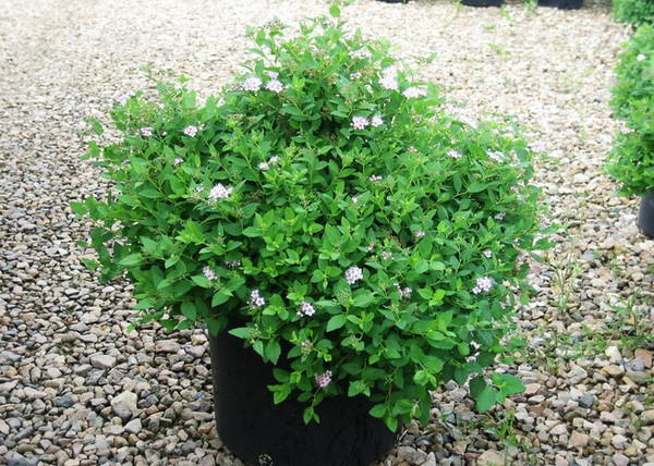Spiraea japonica Little Princess / Rózsaszín törpe gyöngyvessző