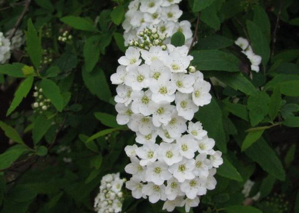 Spiraea vanhouttei / Kerti gyöngyvessző