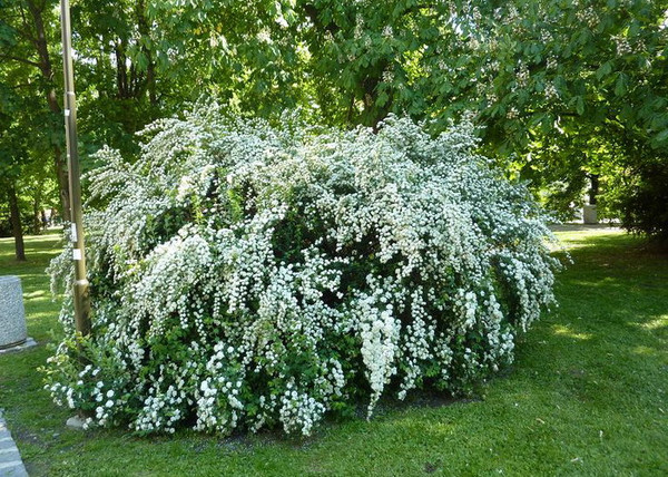 Spiraea vanhouttei / Kerti gyöngyvessző