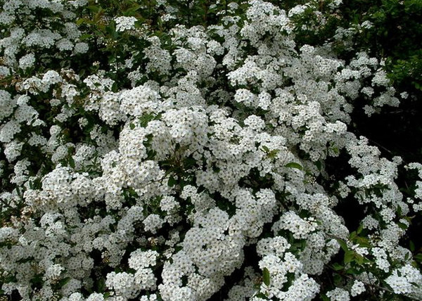 Spiraea vanhouttei / Kerti gyöngyvessző