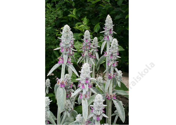 Stachys byzantina Silky Fleece / Gyapjas tisztesfű (Nyuszifül)