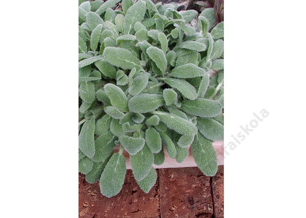 Stachys byzantina Silky Fleece / Gyapjas tisztesfű (Nyuszifül)