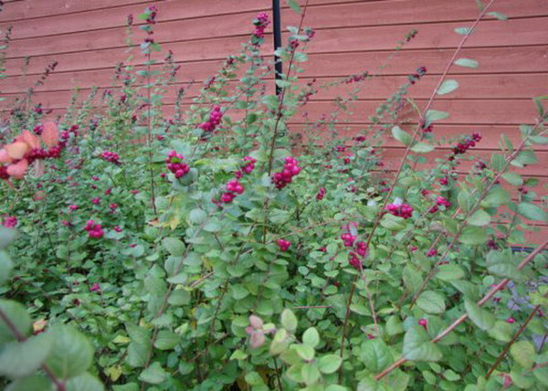 Symphoricarpos doorenbosii Magic Berry / Liláspiros hóbogyó