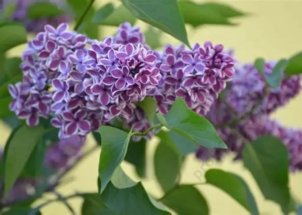 Syringa vulgaris Sensation / Tarka szirmú orgona