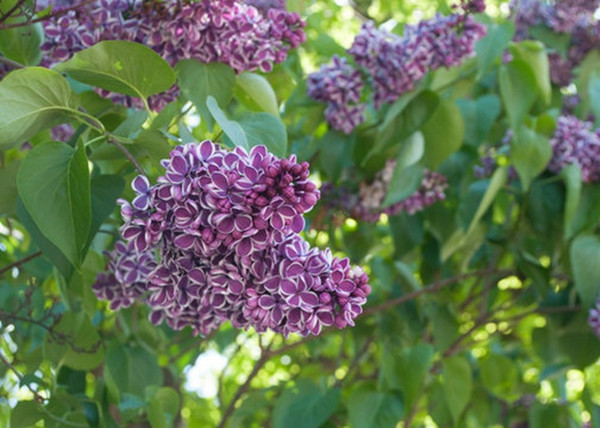Syringa vulgaris Sensation / Tarka szirmú orgona