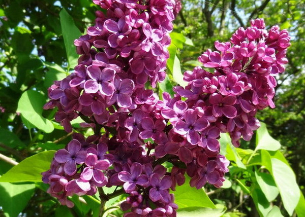 Syringa vulgaris Andenken an Ludwig Spät / Sötétlila orgona Syringa vulgaris Andenken an Ludwig Spät / Sötétlila orgona