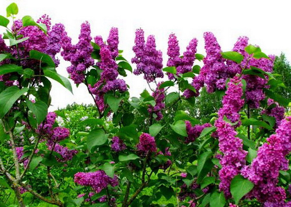 Syringa vulgaris Andenken an Ludwig Spät / Sötétlila orgona Syringa vulgaris Andenken an Ludwig Spät / Sötétlila orgona