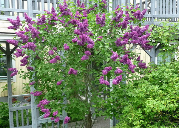 Syringa vulgaris Andenken an Ludwig Spät / Sötétlila orgona Syringa vulgaris Andenken an Ludwig Spät / Sötétlila orgona