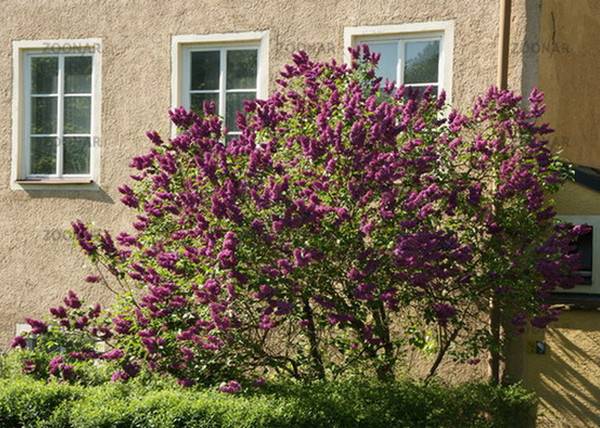 Syringa vulgaris Andenken an Ludwig Spät / Sötétlila orgona Syringa vulgaris Andenken an Ludwig Spät / Sötétlila orgona