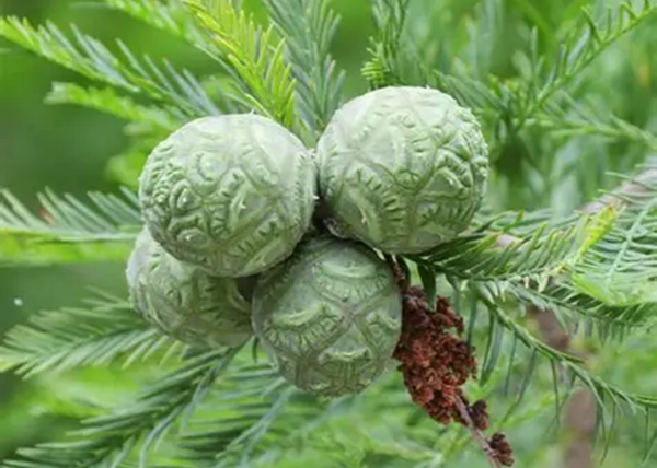 Taxodium distichum / Amerikai mocsáriciprus
