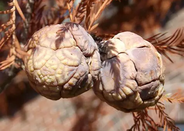 Taxodium distichum / Amerikai mocsáriciprus