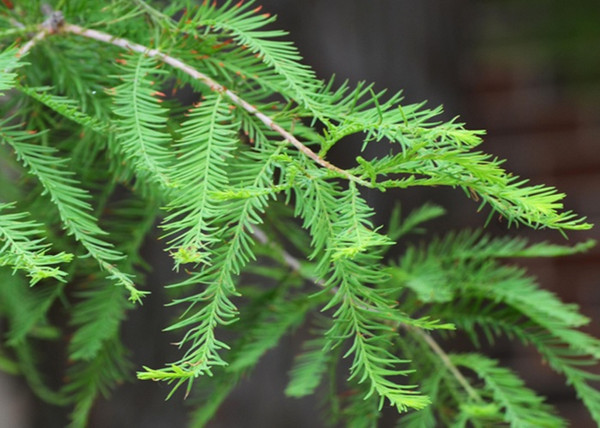 Taxodium distichum / Amerikai mocsáriciprus