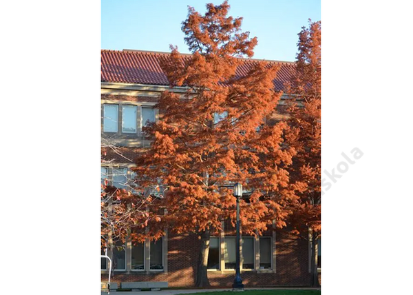 Taxodium distichum / Amerikai mocsáriciprus