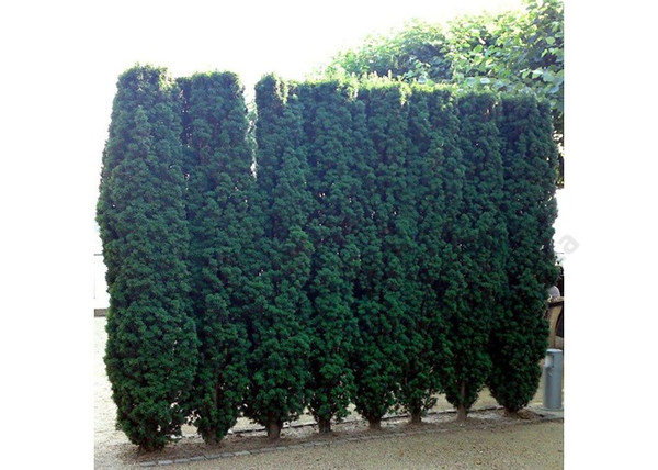 Taxus baccata Fastigiata Robusta / Oszlopos tiszafa Taxus baccata Fastigiata Robusta / Oszlopos tiszafa